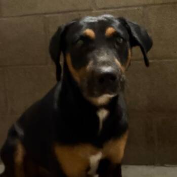 Rottweiler and Hound Dogs Available for Adoption in Yuma, Arizona - Roro | PetCurious