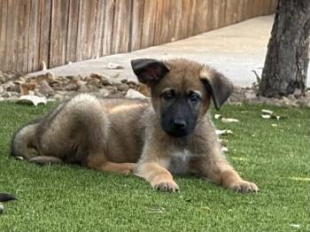 George -  German Shepherd Dog and Anatolian Shepherd Dog for Adoption in Fort Lupton, Colorado - George | PetCurious