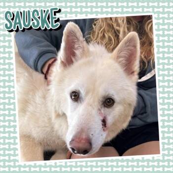 Sauske -  German Shepherd Dog and Husky Dog Available for Adoption in Normal, Illinois - Sauske | PetCurious