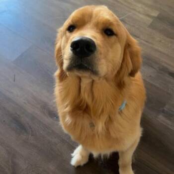 Beau (Ford) #7374 -  Golden Retriever Dog for Adoption in Louisville, Kentucky - Beau (Ford) #7374 | PetCurious