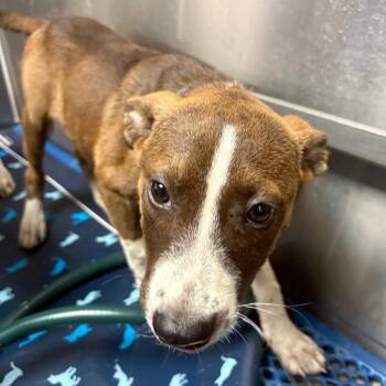 Scratchy -  Mixed Breed Dog for Adoption in Lufkin, Texas - Scratchy | PetCurious