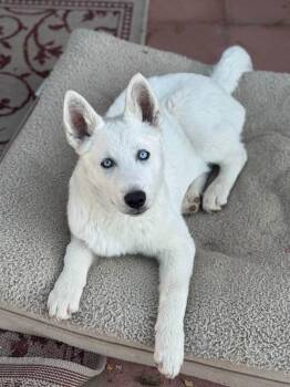 White German Shepherd and Husky Dogs Available for Adoption in Los Angeles, California - Axl~ Adorable Shepsky  | PetCurious