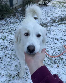 Rescue Great Pyrenees Dogs for Adoption in Quinlan, Texas - Winnie HTX | PetCurious