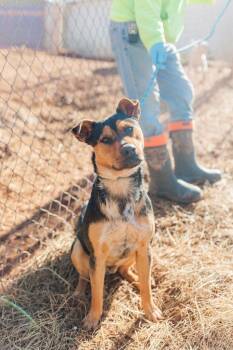 Ralph -  German Shepherd Dog Dog for Adoption in Lawrenceburg, Tennessee - Ralph | PetCurious
