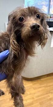 Rescue Dachshund Dogs for Adoption in Mount Airy, North Carolina - Turkey | PetCurious