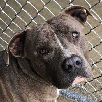Guppy -  Mixed Breed and Pit Bull Terrier Dog Available for Adoption in Columbiana, Alabama - Guppy | PetCurious