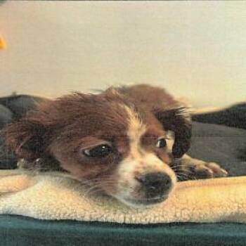 Terrier Dogs Available for Adoption - Hank A2258008 | PetCurious