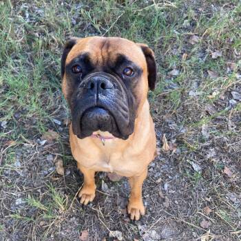 Rescue Bullmastiff Dogs for Adoption in Templeton, Massachusetts - Fern. - CA | PetCurious