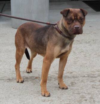 Rescue Shar Pei and Terrier Dogs for Adoption in Heath, Ohio - Pudding (9330) | PetCurious