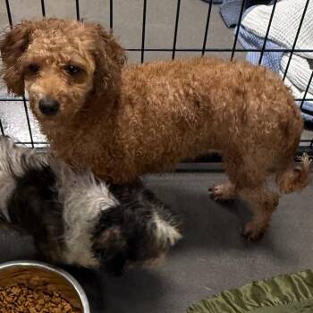 Carrie -  Miniature Poodle Dog for Adoption in Normal, Illinois - Carrie | PetCurious
