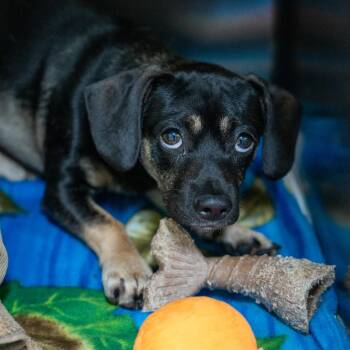 Terrier and Mixed Breed Dogs Available for Adoption in Gainesville, Georgia - Justin | PetCurious