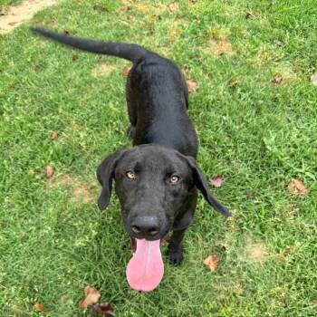 Black Labrador Retriever and Mixed Breed Dogs Available for Adoption in Brownsboro, Alabama - Slade | PetCurious