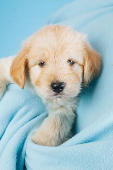 Rayce -  Retriever and Poodle Dog for Adoption in Minneapolis, Minnesota - Rayce | PetCurious