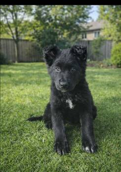 Hound and German Shepherd Dog Dogs Available for Adoption - WAYLON | PetCurious