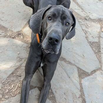 Great Dane Dogs Available for Adoption in Brockport, New York - Duke | PetCurious