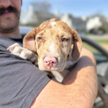 Catahoula Leopard Dog Dogs Available for Adoption - Amarillo | PetCurious