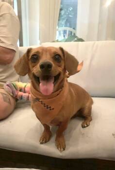 Loki -  Chiweenie and Dachshund Dog for Adoption in Sandy, Utah - Loki | PetCurious
