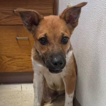 Jeffery -  Shepherd and Terrier Dog for Adoption in Jacksonville, Arkansas - Jeffery | PetCurious