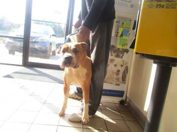 Rescue Staffordshire Bull Terrier Dogs for Adoption in Ocala, Florida - AMIRA | PetCurious