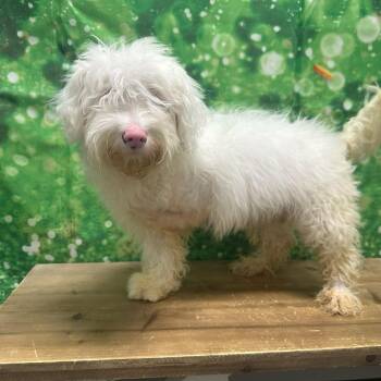 Sheep Dog and Poodle Dogs Available for Adoption in Normal, Illinois - Winter Blue | PetCurious