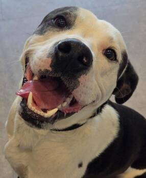 Bandit -  Mixed Breed Dog for Adoption in Bossier City, Louisiana - Bandit | PetCurious