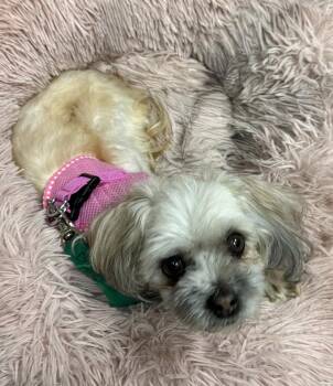 Cece -  Maltese and Terrier Dog for Adoption in Mundelein, Illinois - Cece | PetCurious