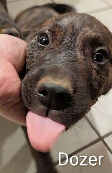 Rescue Labrador Retriever and Hound Dogs for Adoption in Saint David, Arizona - Dozer | PetCurious