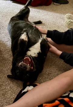 Labrador Retriever Dogs Available for Adoption in Shawnee, Oklahoma - Maddie | PetCurious