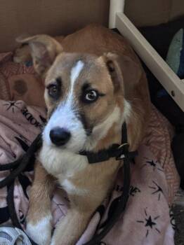 Australian Shepherd and Border Collie Dogs Available for Adoption in Midway, Utah - Posie | PetCurious