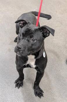 Pit Bull Terrier Dogs Available for Adoption - BEANS | PetCurious