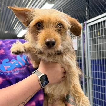 CT Gordo - 16lbs! -  Terrier and Yorkshire Terrier Dog for Adoption in Stormville, New York - CT Gordo - 16lbs! | PetCurious