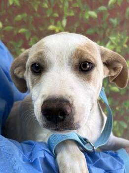 Labrador Retriever and Mixed Breed Dogs Available for Adoption in San Antonio, Texas - Cadbury | PetCurious