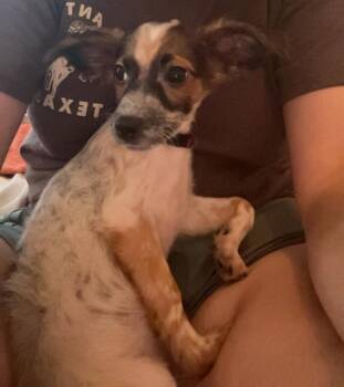 Rescue Chihuahua Dogs for Adoption in San Antonio, Texas - REESE | PetCurious