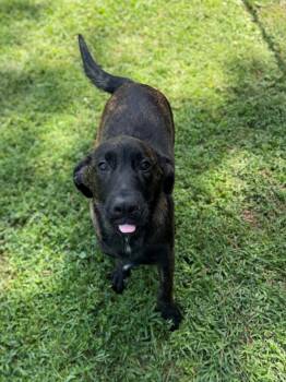 Blackjack -  Shepherd Dog for Adoption - Blackjack | PetCurious