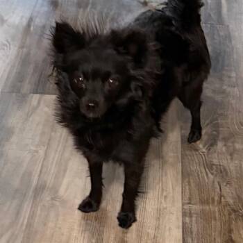 Toffee -  Pomeranian and Mixed Breed Dog for Adoption in Las Vegas, Nevada - Toffee | PetCurious