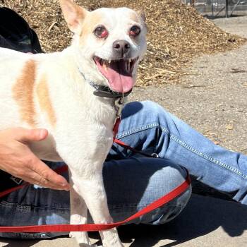 Chihuahua and Terrier Dogs Available for Adoption - Vinny | PetCurious