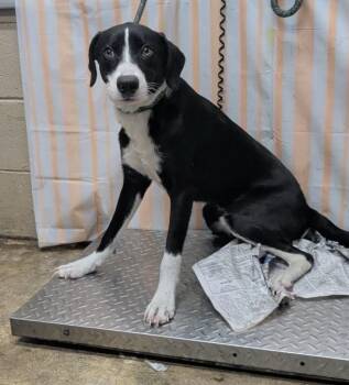 Auto -  Mountain Cur and Hound Dog for Adoption in Willingboro, New Jersey - Auto | PetCurious