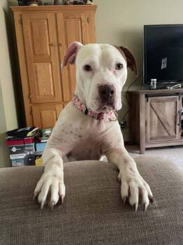 Elsa In Foster Ask to Meet -  Terrier and Pit Bull Terrier Dog for Adoption in Elyria, Ohio - Elsa In Foster Ask To Meet | PetCurious