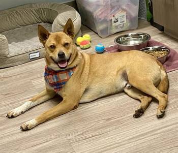 Rescue Shiba Inu and Australian Cattle Dog Blue Heeler Dogs for Adoption in Baytown, Texas - PADDINGTON | PetCurious