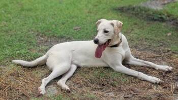 Rescue Labrador Retriever and Hound Dogs for Adoption in Clayton, North Carolina - Rosie | PetCurious