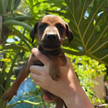 Doberman Pinscher and Mixed Breed Dogs Available for Adoption in Chino Hills, California - Milo (C000-091) * Available 5/16 * Costa Mesa Location | PetCurious