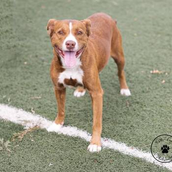 Ami -  Chocolate Labrador Retriever and Terrier Dog for Adoption in Abilene, Texas - Ami | PetCurious
