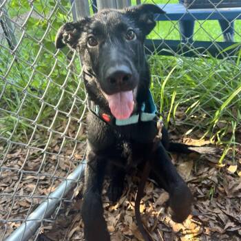 Petey -  Shepherd Dog for Adoption in Summerville, South Carolina - Petey | PetCurious
