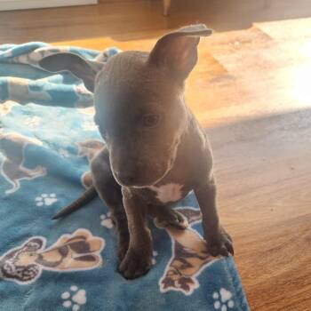 Mixed Breed Dogs Available for Adoption - Oliver | PetCurious