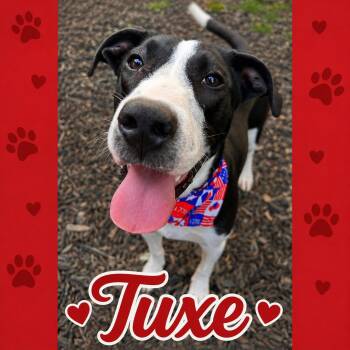 Tuxe -  Great Pyrenees and Australian Cattle Dog Blue Heeler Dog for Adoption in Shinnston, West Virginia - Tuxe | PetCurious
