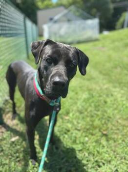 IVORY -  Great Dane and Mixed Breed Dog for Adoption in St. Peters, Missouri - IVORY | PetCurious