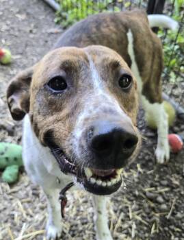 Whippet and Mountain Cur Dogs Available for Adoption in Saint Clairsville, Ohio - Foxy | PetCurious