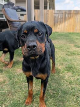 Rescue Rottweiler Dogs for Adoption in Pflugerville, Texas - Izzy | PetCurious