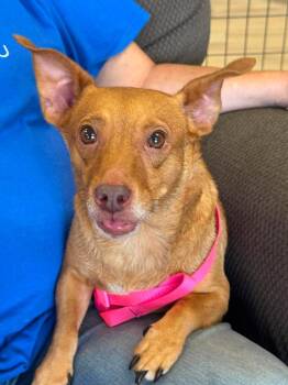 Muffin -  Chihuahua and Dachshund Dog for Adoption in Effingham, Illinois - Muffin | PetCurious