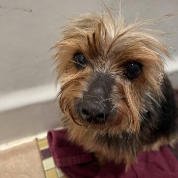 Yorkshire Terrier Dogs Available for Adoption - Adele | PetCurious